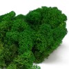 Eurofoto Iceland Moss Preserved – Real Natural Moss for Crafts