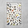 Where's Wildlife Pennsylvania's Backyard Birds Poster - Pennsylvania Bird Chart