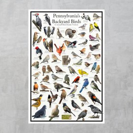 Where's Wildlife Pennsylvania's Backyard Birds Poster - Pennsylvania Bird Chart Highlighting Birds At Your Bird Feeder (8" x 12")