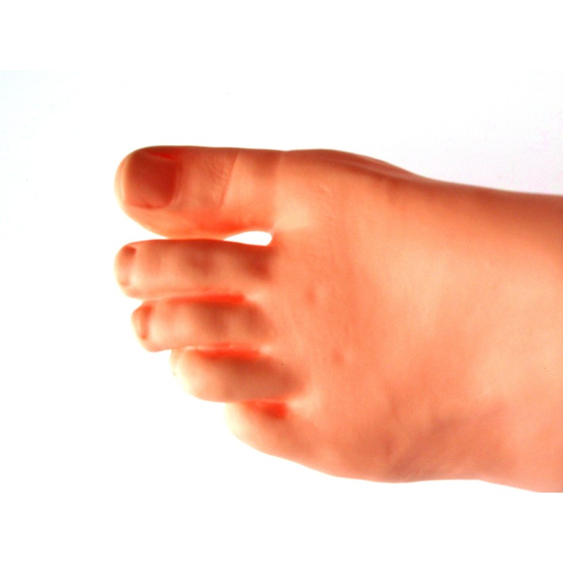 Foot Model Female Left Foot 8.3 inches (21 cm) Life