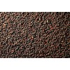 1000 Bayou Kale Seeds for Planting Heirloom Non GMO 4+
