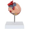 Axis Scientific 2-Part Life-Size Canine Heart Anatomy Model - Detailed