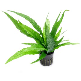 SubstrateSource Java Fern Live Aquarium Plants - Potted Freshwater Plant for Fish Tanks - Beginner Friendly, Low Light (Java Fern, 5 Pots)