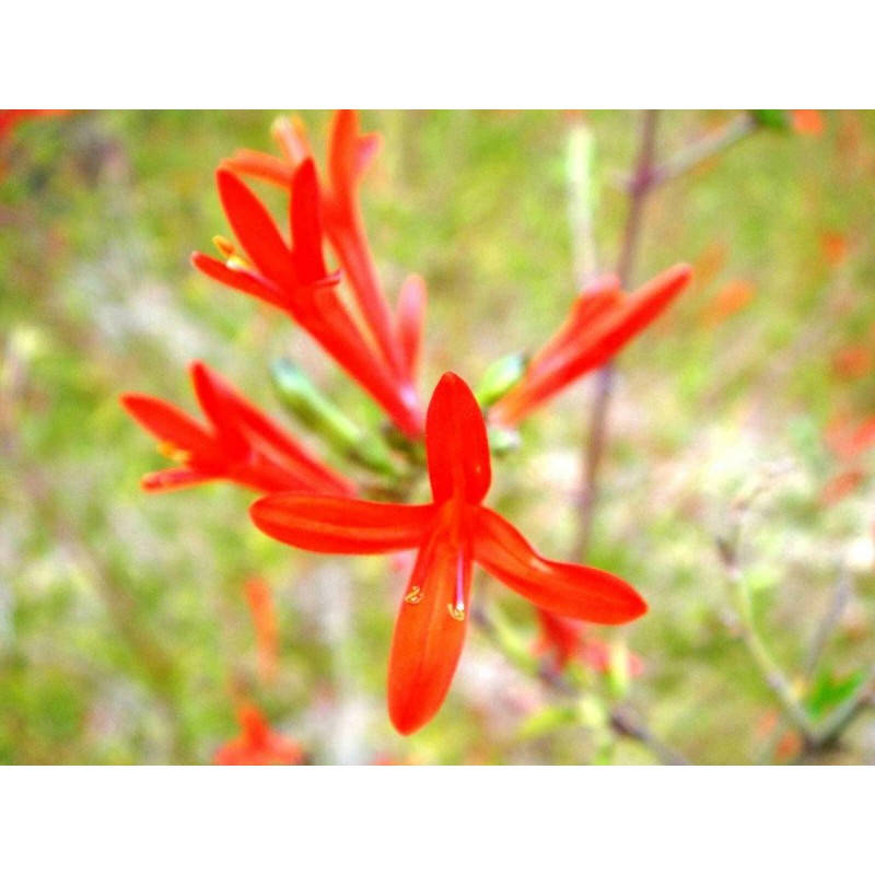 Buy Rare Seeds Anisacanthus quadrifidus | Hummingbird | Flame Acanthus