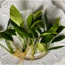 ONE Anubias Congensis (Medium) Live Easy Beginner Aquarium Plant