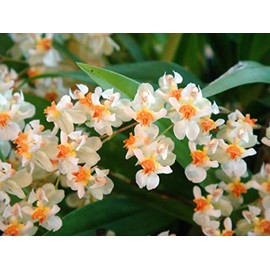 Orchid Insanity -Onc. Twinkle 'Fragrant Fantasy' - fragrant blooms easy to grow and bloom! Miniature windowsill-size, cool and warm tolerant. White flowered variety. (NOT in-bud/bloom when shipped)