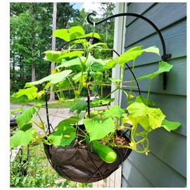 Scroll Trellis Small cage for Cucumber and Pepper Plants Support to Grow Food in Hanging Baskets (2 Units)
