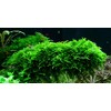 Christmas Moss 'Vesicularia montagnei' - Live Aquarium Plant