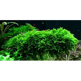 Christmas Moss 'Vesicularia montagnei' - Live Aquarium Plant