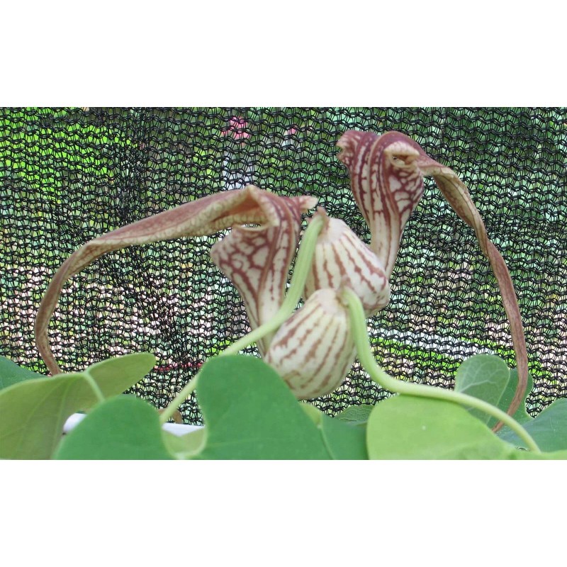 Buy Rare Seeds Aristolochia paulistana | 5_Seeds