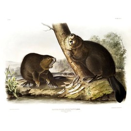 American Beaver (Castor Fiber Americanus) - 1845 - Illustration Poster