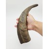 Herders Choice Chews Dried Goat Horns Dog Chew Large 1