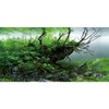 AWERT 24x16 inches Branches Fish Tank Background Seaweed Aquarium Background