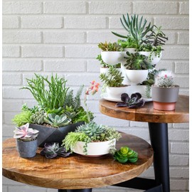 The HC Companies 8 Inch Round Plastic Succulent Capri Bowl 8"x8"x3" in Faux Concrete Color