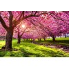 CZ Grain 25 Japanese Flowering Cherry Blossom Seeds