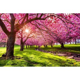 CZ Grain 25 Japanese Flowering Cherry Blossom Seeds