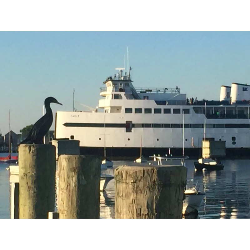 Vintage Nantucket Beach Permit Sticker