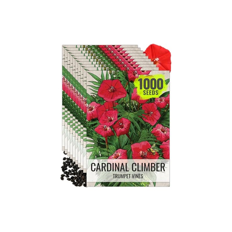 Seed Needs Cardinal Climber Seeds for Planting Ipomoea - Heirloom