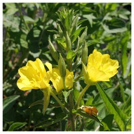 Everwilde Farms - 1 Oz Common Evening Primrose Native Wildflower Seeds - Gold Vault