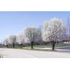 20 Seeds Bradford Pear Tree | Pyrus calleryana Callery Pear