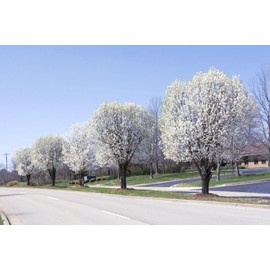 20 Seeds Bradford Pear Tree | Pyrus calleryana Callery Pear Flowering Tree Seeds