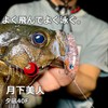 DAIWA Meberling/Ajing, Tsukishita Bijin, Yunagi 40F Drift, Clear
