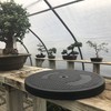 Mighty Mini Bonsai Tree Turntable 12.5" Base Stainless Steel Ball