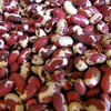 Palm Beach Medicinal Herbs - Red Anasazi Bean - Packet of 20 Seeds