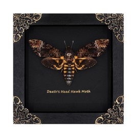 Death Head Moth Acherontia Framed Decoration,Black Frame Skull Butterfly,Handmade Wood Shadow Box Insect Decoration for Butterfly Collectors - Tabletop, Wall Art, Home Decor, Living Room