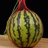 Honeydew Melon Hammock for Trellis, Pack of 100 45 cm