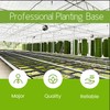 Fresh Thuidium Moss 8"x8" – Live Moss Sheet for Terrariums,