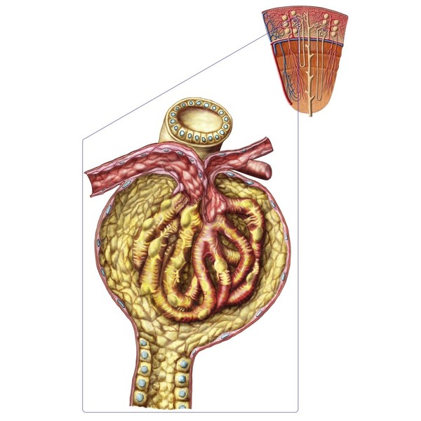 Posterazzi Anatomy of bowman's glomerular capsule Poster Print, (11 x