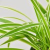 Spider Plant Reverse - Size: 4" Pot