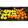 NIKA SEEDS - Flowers Mexican Marigold Cool Mix Annual -