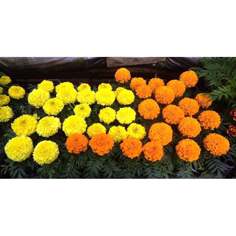 NIKA SEEDS - Flowers Mexican Marigold Cool Mix Annual -