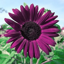 Flowers 50pcs Purple Sunflower Seeds for Planting - Non GMO Heirloom Garden