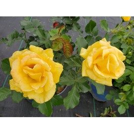 Live plant from Green Promise Farms Rosa True Friendship (Shrub Rose, 2-Size Container, Golden Yellow Flowers