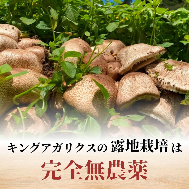 キングアガリクス100 (12袋) お試しセット 6日分 サプリメント 子供から高齢者まで 健康維持 疲れやすい 抵抗力 β-グルカン