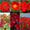 200 Red Wildflower Seed Mix. USA Seeds. Organic. Ships free