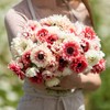 Anemone Bulbs - Elizabeth's Mix - 20 Bulbs - Mixed