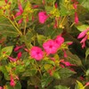 Four O'Clock Flower Seeds Mirabilis Jalapa Tropical Ornamental Flowering Plant