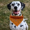Elegant Little Tail Bandana - Washable Cotton Dog Kerchief &