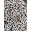 Unbranded 50 SEMILLAS DE PIPIAN CRIOLLO SALVADOREÑO