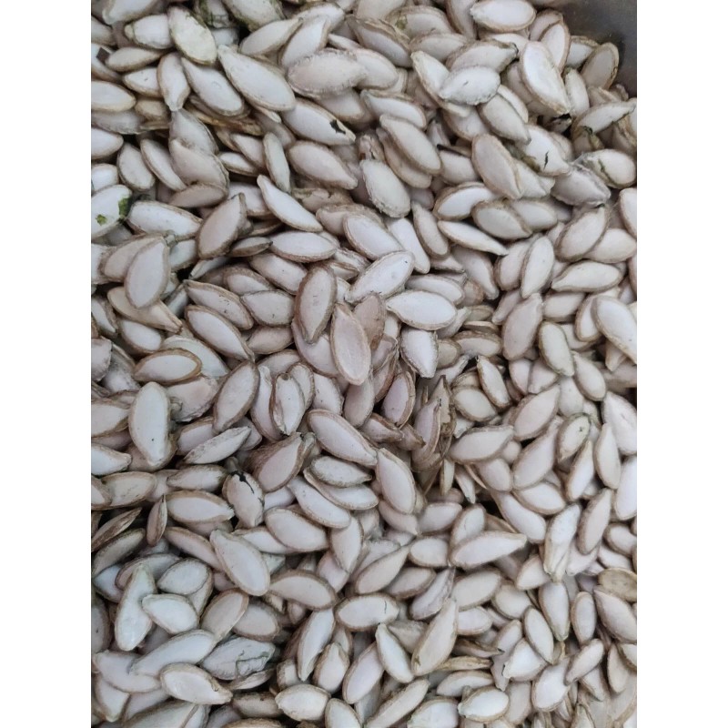 Unbranded 50 SEMILLAS DE PIPIAN CRIOLLO SALVADOREÑO