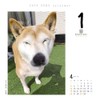 Dog Turning 2026 Calendar Refills Day Dive CK-D26-02