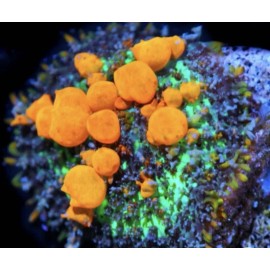 Sunkist Bounce Mushroom Coral Frag