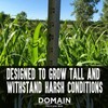 Domain Outdoor Incognito Deer Plot Seed, 1/4 Acre, Create Concealment