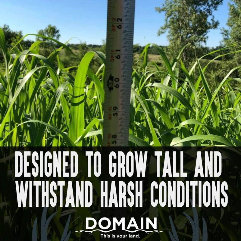 Domain Outdoor Incognito Deer Plot Seed, 1/4 Acre, Create Concealment