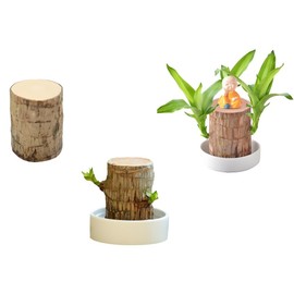 Brazilian Wood Plant,Mini Brazil Lucky Wood,Lucky Tree,with Panda/Monk Statues,Brazilian Tree Perfect for Home,Office Desktop Decoration (Monk)