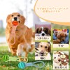 DICOCO 3 Pack Dog Toy, Popular, Chewing, Snack Ball, Dog